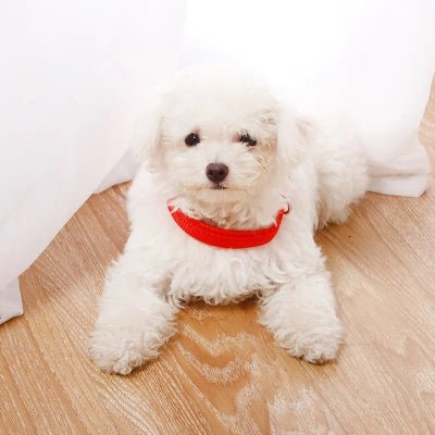 Collier pour chien Azis Bichon couché sur un plancher avec collier rouge