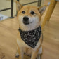 Collier pour chien Foulang noir