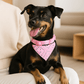 Collier pour chien Foulang pinscher rose