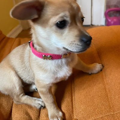 Collier pour chien Osso rose