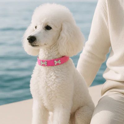 Collier pour chien Osso Caniche blanc assis au bord de l'eau avec le collier rose
