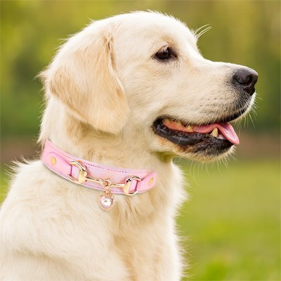 collier pour chien petit coeur lab