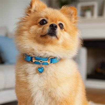 Collier pour chien Petit Coeur Poméranien montrant fièrement le collier avec médaillon en coeur bleu
