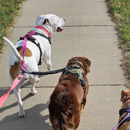 Double laisse chien Géminé deux chiens se promenant sur le trottoir