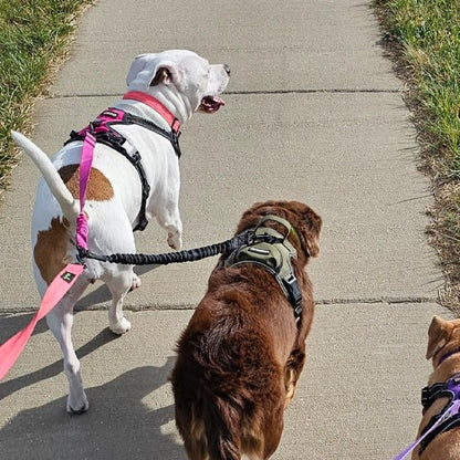 Double laisse chien Géminé deux chiens se promenant sur le trottoir