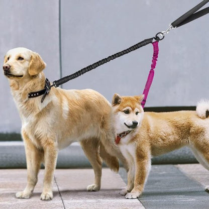 Double laisse chien Géminé Golden et Shiba Inu en promenade en ville