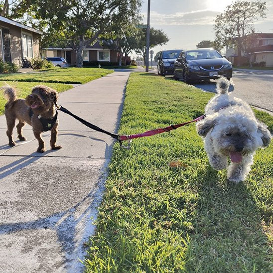 Double laisse chien Gemine petits chiens en ballade