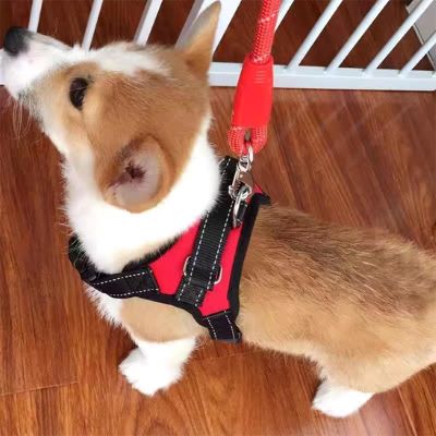 Harnais anti-traction chien dorsalo bébé Corgi avec le harnais rouge