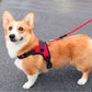 harnais anti traction chien dorsalo corgi