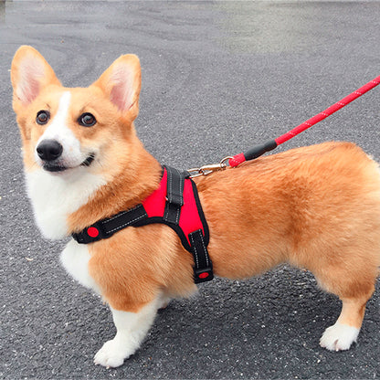 harnais anti traction chien dorsalo corgi