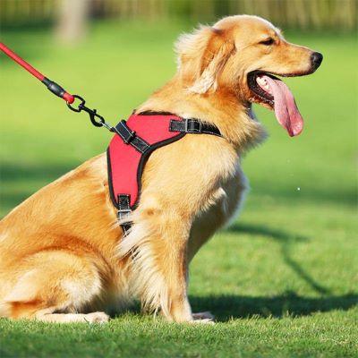 Harnais anti-traction chien Dorsalo Golden assis et haletant montrant le harnais rouge