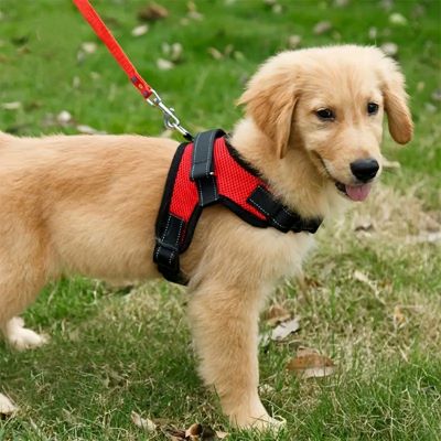 Harnais anti-traction chien Dorsalo jeune golden debout sur la pelouse avec le harnais rouge