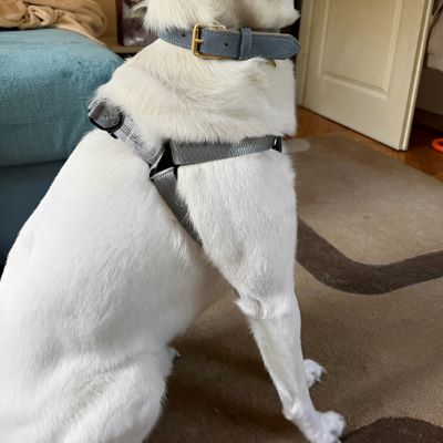 Harnais chien Easyclip Labrador blond assis et portant le harnais gris