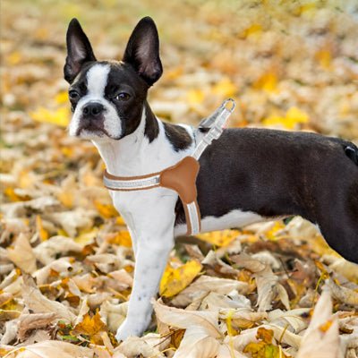 Harnais chien Pilou Boston Terrier portant le harnais brun