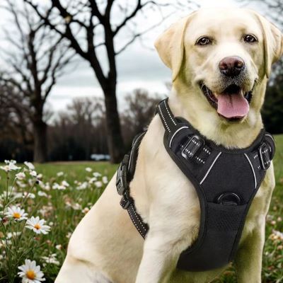 Harnais chien Walkerdog Labrador blond portant le harnais noir dans un parc