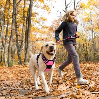 Harnais chien Walkerdog Labrador marchant avec sa jeune maîtresse dans la forêt portant le harnais rose
