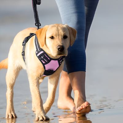 Harnais chien Walkerdog Labrador marchant sur le bord de la plage avec le harnais rose