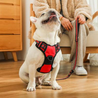 Harnais chien Walkerdog Pug assis avec le harnais rouge