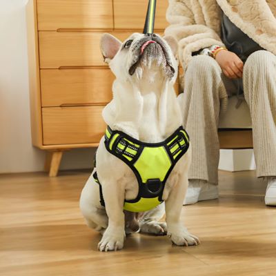 Harnais chien Walkerdog Pug assis regardant vers le haut avec le harnais jaune