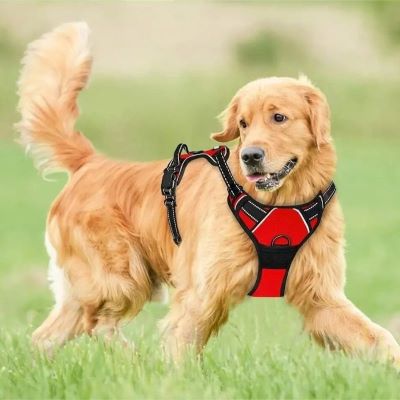 Harnais chien Walkerdog Golden joue dans un parc avec le harnais rouge