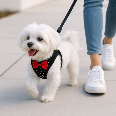 Harnais petit chien Star Bichon blanc avec harnais noir se balade avec sa maîtresse