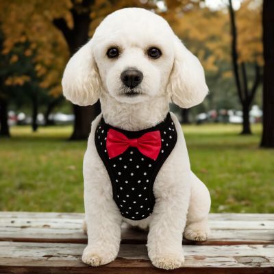 Harnais petit chien Star Caniche blanc  avec le harnais noir assis sur une table