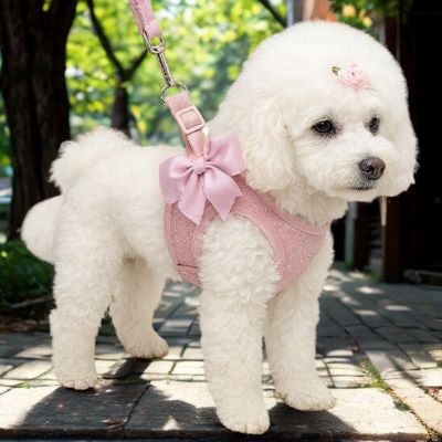 harnais petit chien Star caniche blanc debout sur le trottoir avec le harnais rose