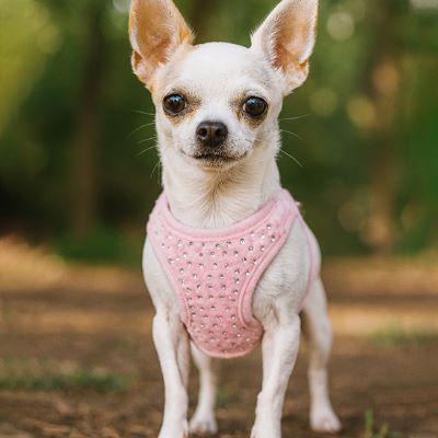 Harnais petit chien Star Chihuahua debout dans un parc avec harnais rose