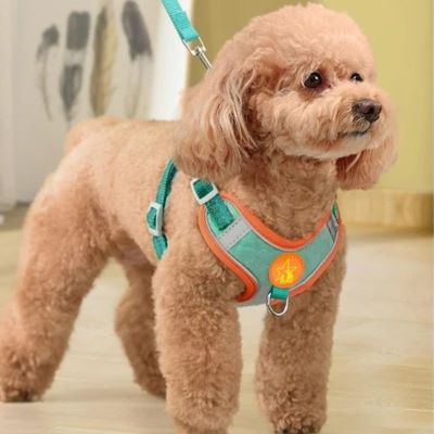 Harnais pour chien Dougly Caniche debout avec le harnais vert et orange