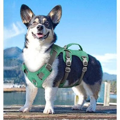 Harnais pour chien Willow Corgi avec le harnais vert sur le quai