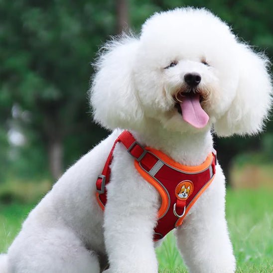 harnais pour chien dougly rouge