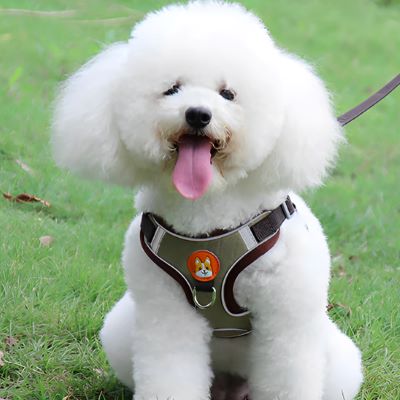 Harnais pour chien Dougly Caniche blanc assis sur la pelouse avec le harnais vert kaki