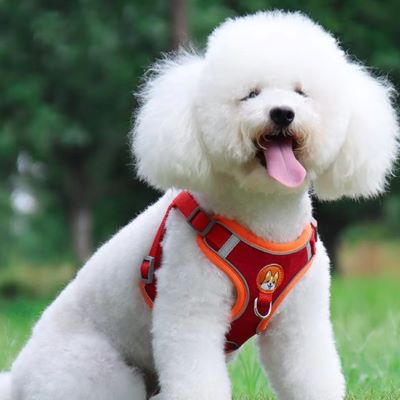 Harnais pour chien Dougly Caniche blanc portant le harnais rouge et orange