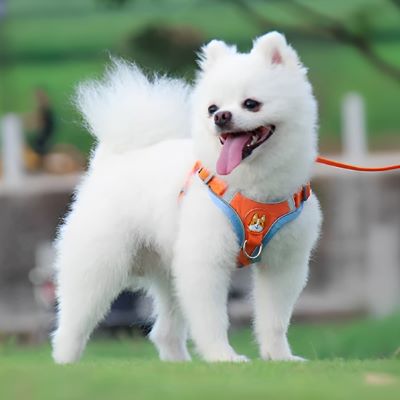 Harnais pour chien Dougly Poméranien debout avec le harnais orange