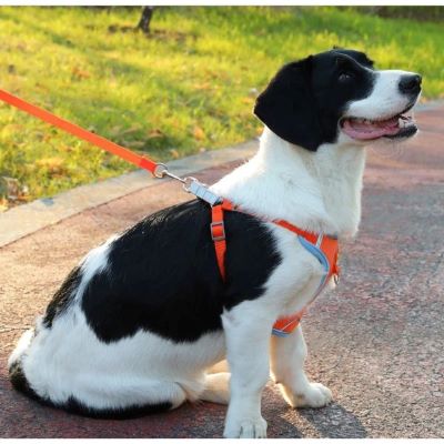 Harnais pour chien Dougly chien noir et avec le harnais orange