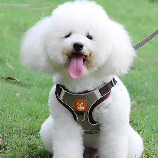 harnais pour chien dougly kaki