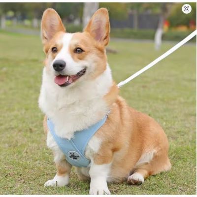 Harnais-pour-chien-Xénax-Corgi-assis-avec-le-harnais-bleu