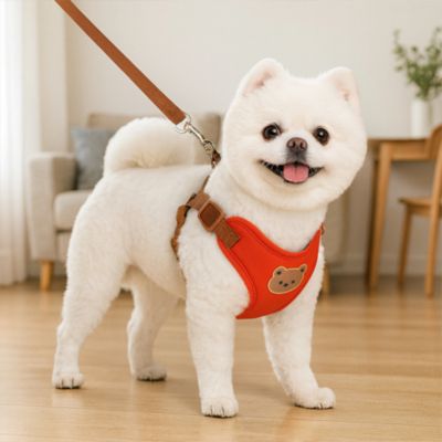 Harnais pour petit chien Ludo petit chien blanc debout dans le salon avec le harnais rouge
