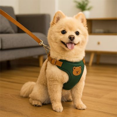 Harnais pour petit chien Ludo poméranien assis dans le salon avec le harnais vert