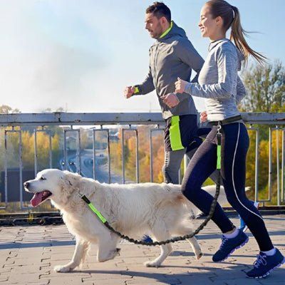 Laisse canicross Bungee Golden blond courant avec ses maîtres