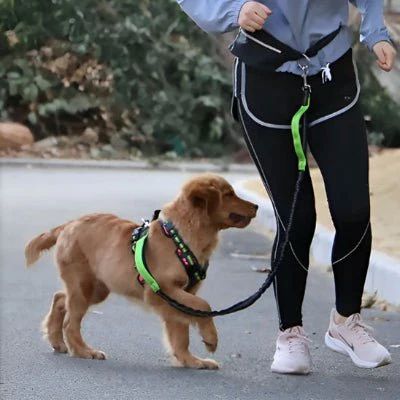 Laisse canicross Bungee petit Labrador jouant avec son maître avec la laisse verte