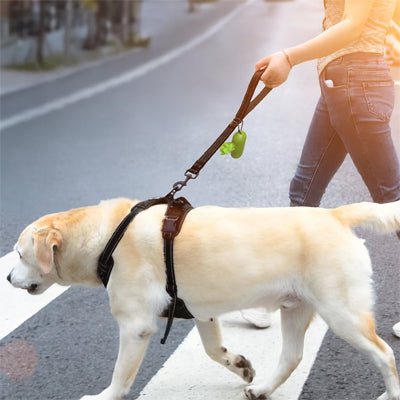 Laisse chien Shorty Labrador blond avec la laisse brune traversant la rue avec sa maîtresse