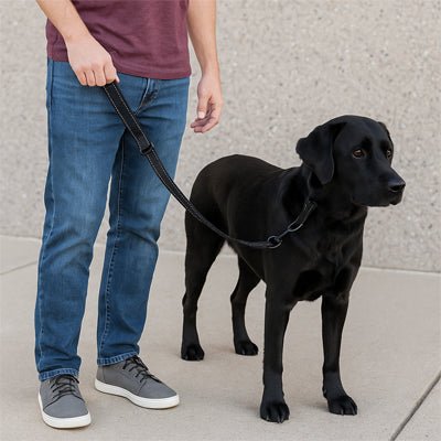 Laisse chien Shorty Labrador noir debout avec la laisse noire à côté de son maître sur le trottoir