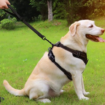 Laisse chien Shorty labrador blond assis sur la pelouse avec la laisse noire