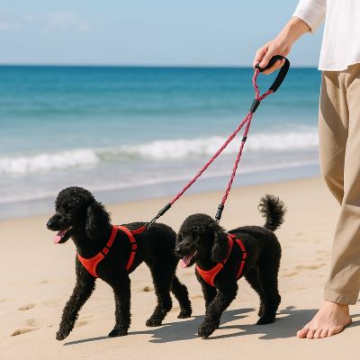 Laisse double pour chien Doubly Caniches se baladent sur la plage avec laisse rouge