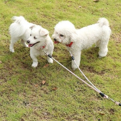 Laisse double pour chien Doubly deux chiens blancs sur la pelouse avec la laisse rose
