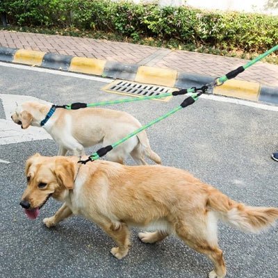 Laisse double pour chien Doubly Goldens en balade avec la laisse verte