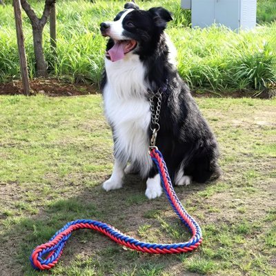 Laisse pour chien Robusta Border Collie assis sur la pelouse avec la laisse bleue et rouge