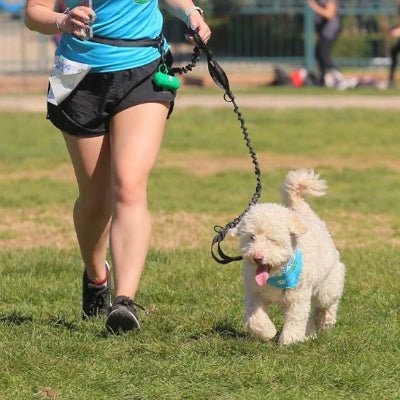 Laisse pour chien bungee caniche noir