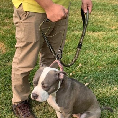 Laisse pour chien Flexi Bouledogue assis au pied de son maître avec laisse verte